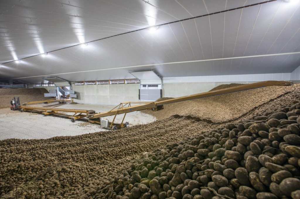 Dutch Potato Market in Crisis: Prices Collapse Below Cost as Surplus Floods the&nbsp;Chain